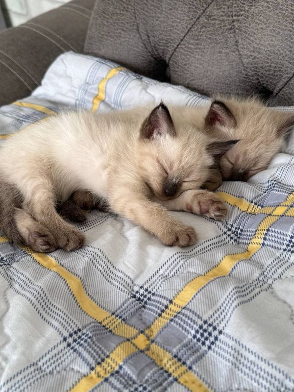 Котята сиамской породы Котята сиамской породы