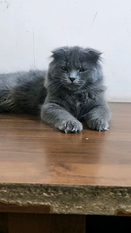 Mushukcha Scottish fold, 6 oylik Mushukcha Scottish fold, 6 oylik
