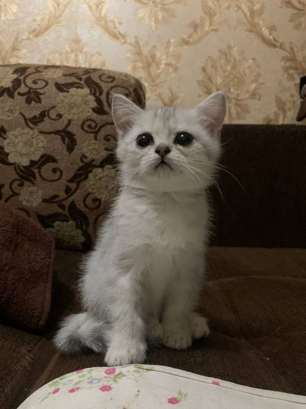 British chinchilla silver