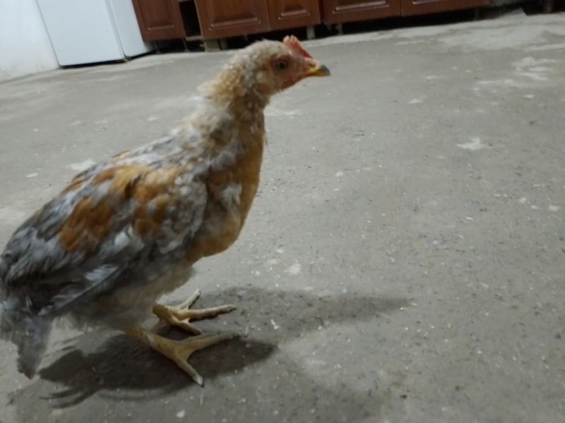 Jojala sotiladi hashaki Jojala sotiladi hashaki