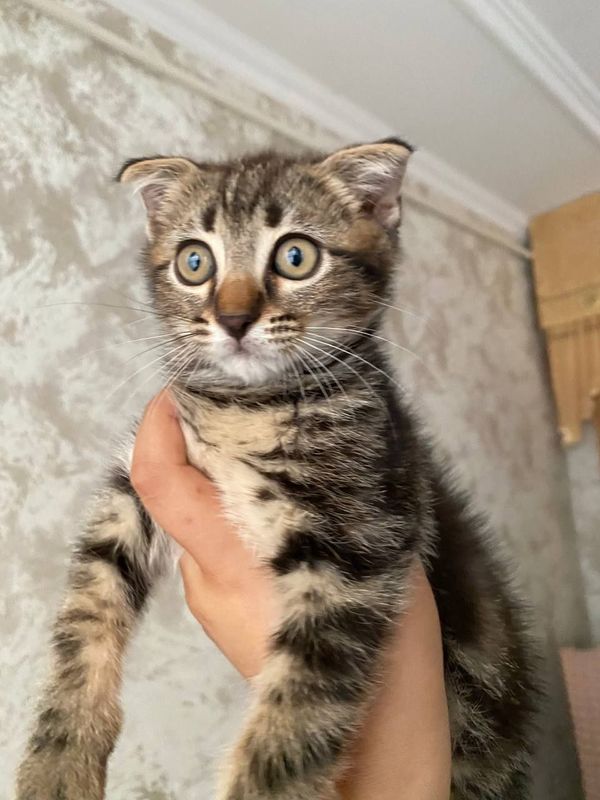 Кошка Американский керл Кошка Американский керл