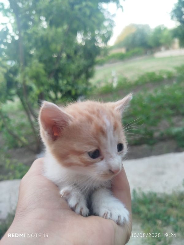 Mushuklar 1 oylik Mushuklar 1 oylik