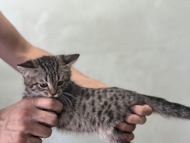Породистые кошки Породистые кошки