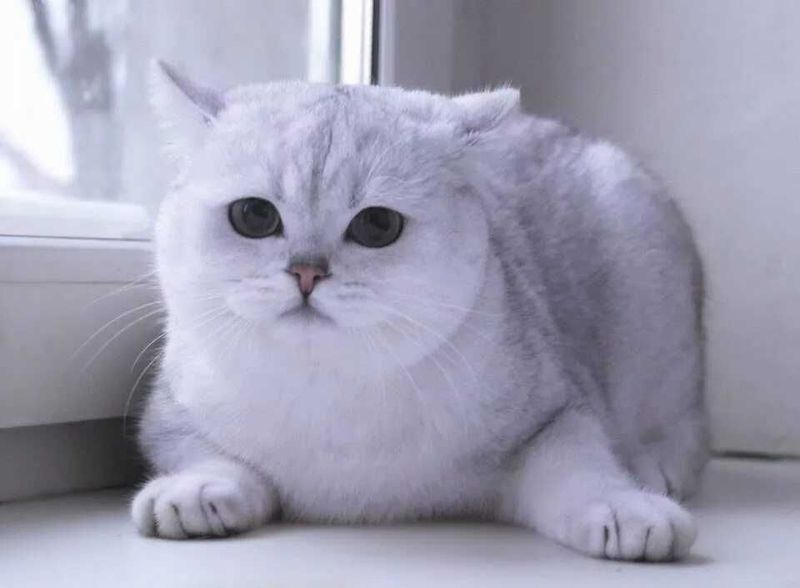 Шотландские кошки. Две сестрички. Шотландские кошки. Две сестрички.