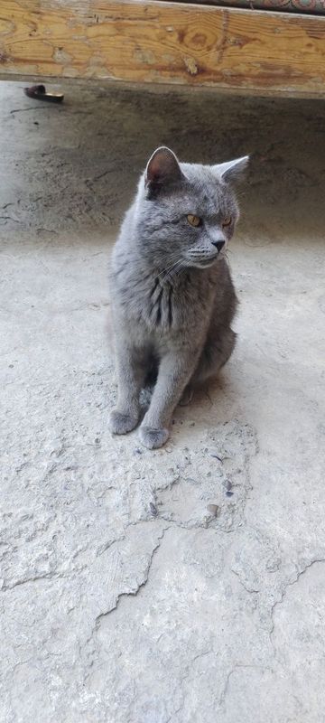 Kelishtiriladi tel qiling Kelishtiriladi tel qiling