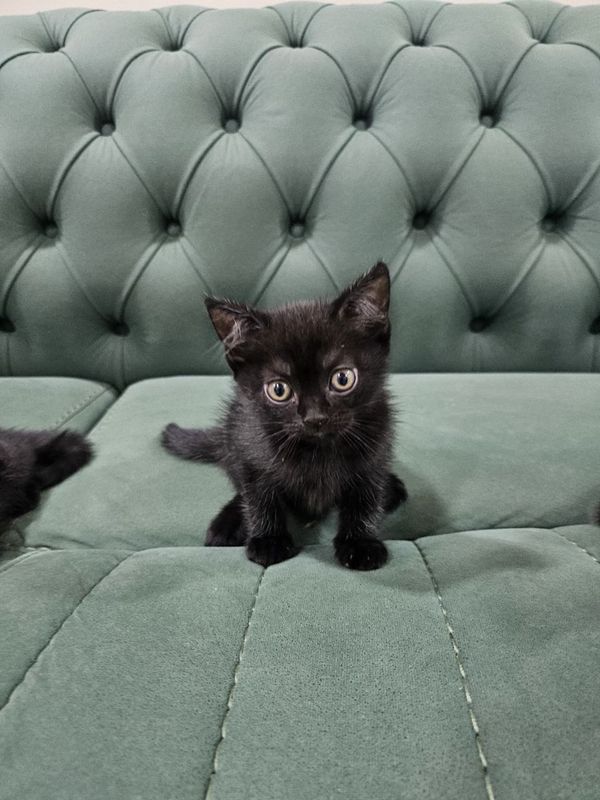 Продам котёнка мальчика Продам котёнка мальчика