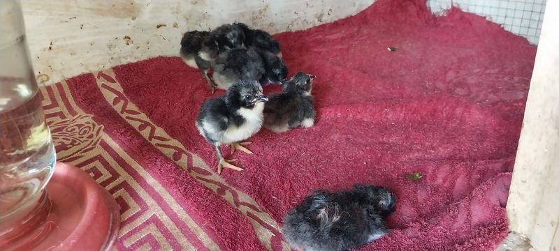 Гиган шахзода ва дакан жужалари Гиган шахзода ва дакан жужалари