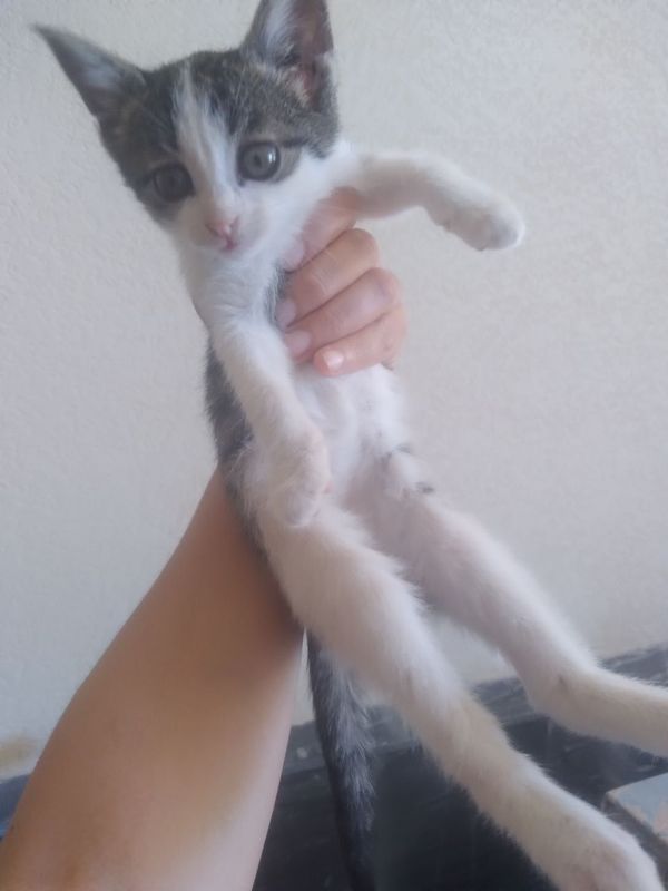Zur mushuk aqilli toza Zur mushuk aqilli toza