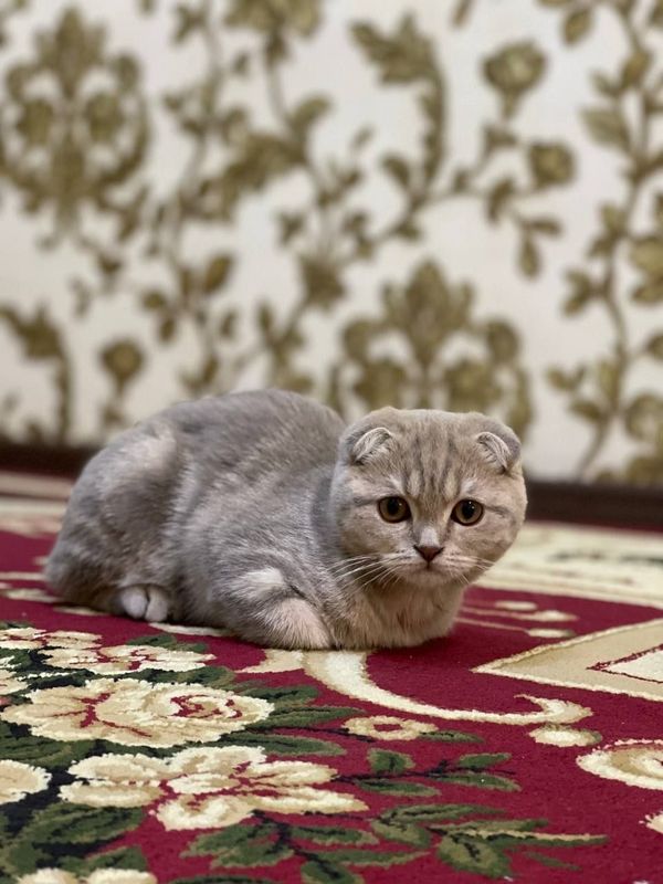 Mushuk fold shringina Mushuk fold shringina