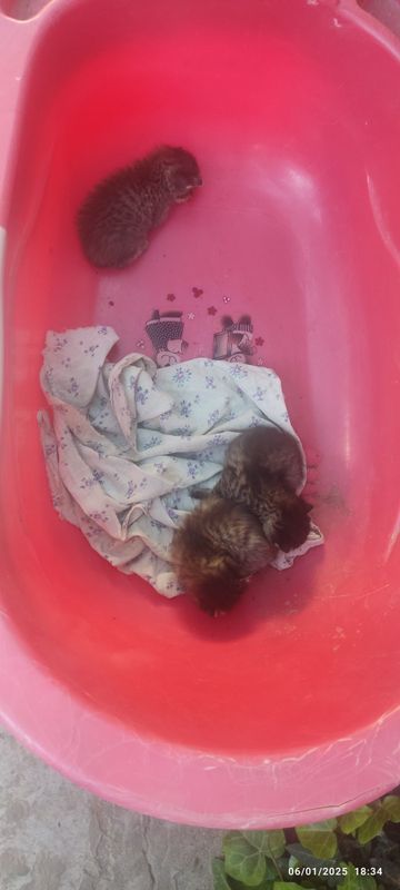 Маленький Котенки Маленький Котенки