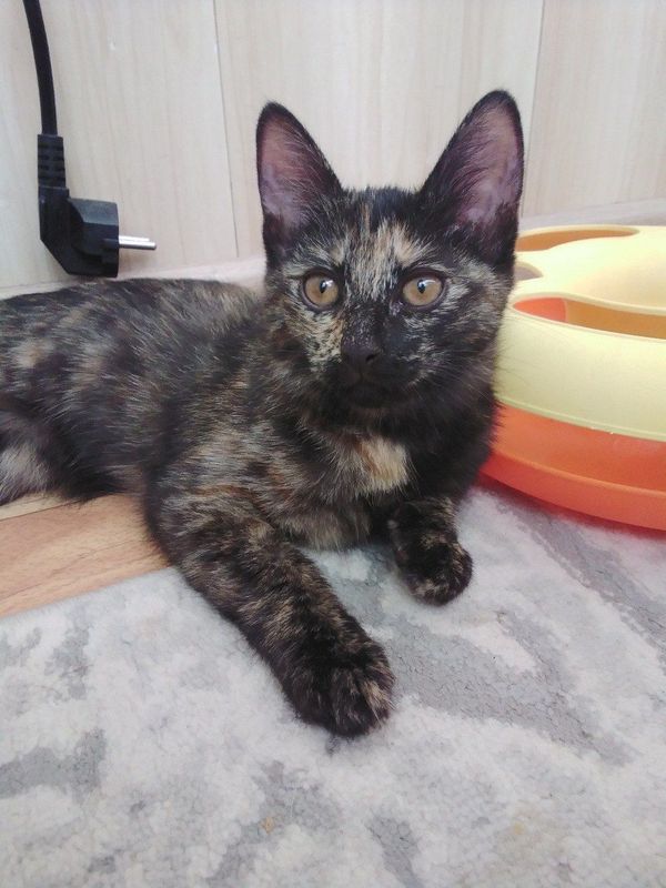 Котенок , девочка, 3 месяца, в добые руки. Ориентир Базар Кадышева.