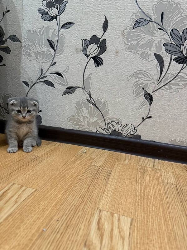 Продается вислоухие котята Продается вислоухие котята