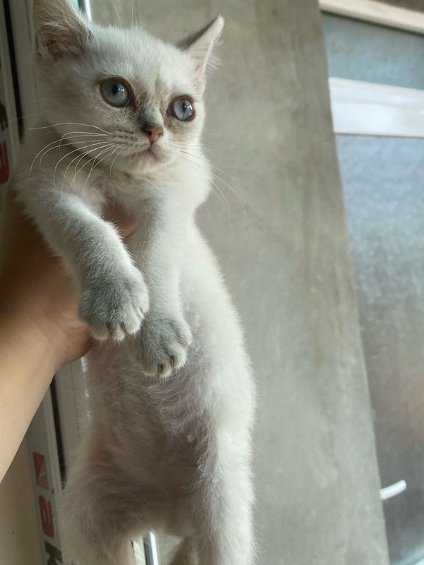 Serbrsty shinshilla ogl sotiladii Serbrsty shinshilla ogl sotiladii