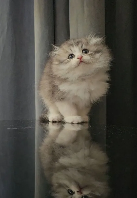 Fold heyland qizaloq Fold heyland qizaloq