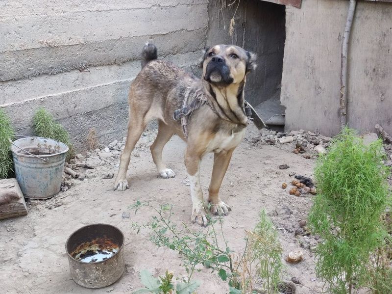 Алабай 2йилик мода
