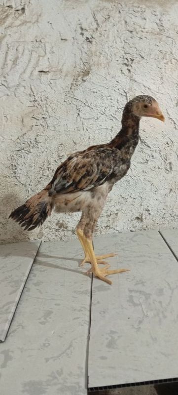 Toza makiyonchala sotiladi Toza makiyonchala sotiladi