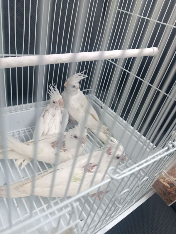 Karella Dubay 2 oylik juja qulga urgatsa buladi