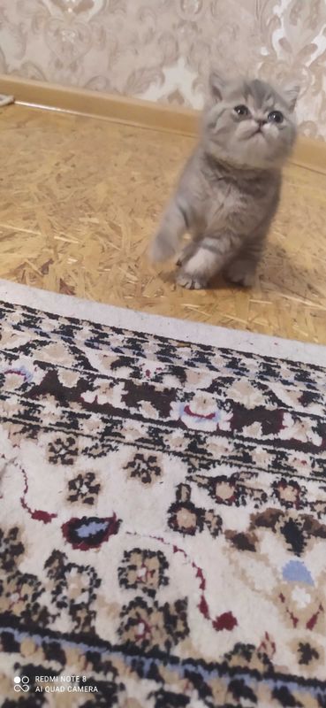 Skotish strayt soğlom mushukchalar Skotish strayt soğlom mushukchalar