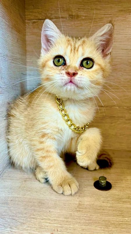 Zalatistiy shinshila tabby sotiladi Zalatistiy shinshila tabby sotiladi