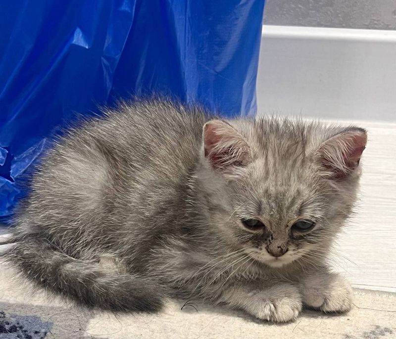 Котята Скотиш Страйт Котята Скотиш Страйт