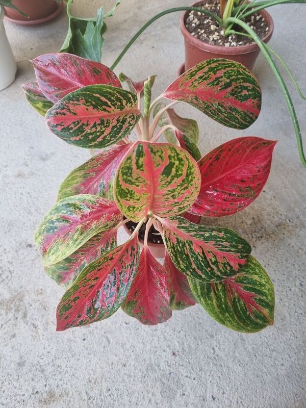 Aglaonema Pink Moon arzon narxda Aglaonema Pink Moon arzon narxda