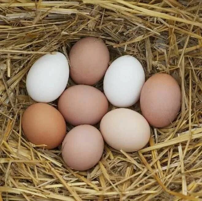 Яйца куриные домашние Яйца куриные домашние