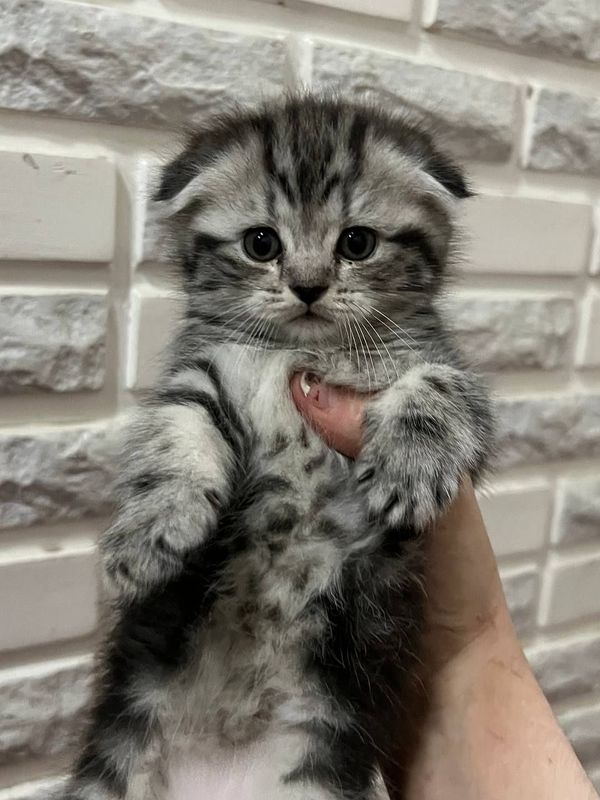 Scottish Fold and Straight