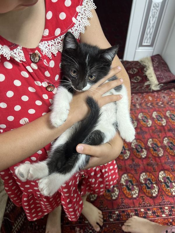Mushukcha oq va qorali Mushukcha oq va qorali