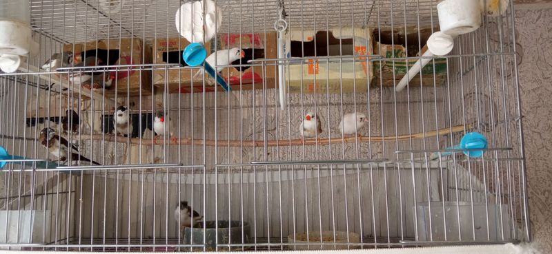 СРОЧНО ПРОДАМ Японские Амадинки ,Зебровые СРОЧНО ПРОДАМ Японские Амадинки ,Зебровые