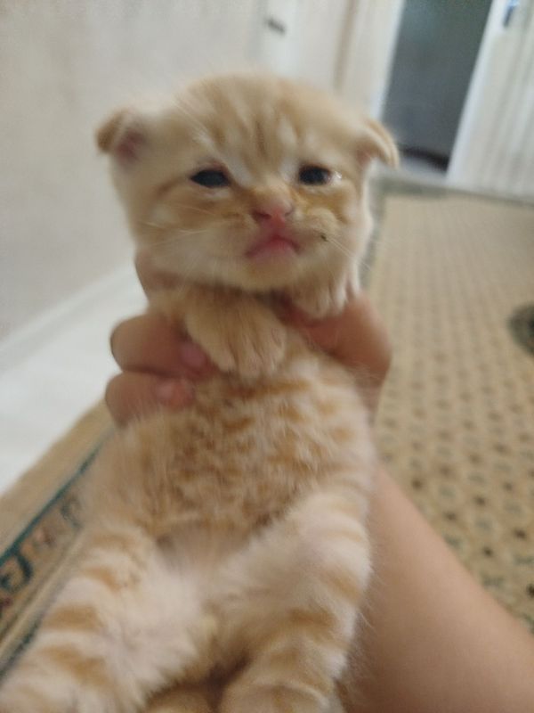 британский котик 1 месяц британский котик 1 месяц