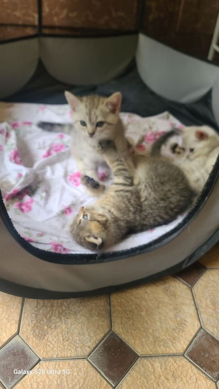 Котики британцкий шиншила