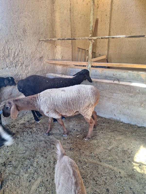 Qoyla sotiladi urg'ochi