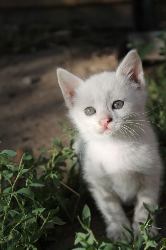 Отдаю котенка мальчика в добрые руки