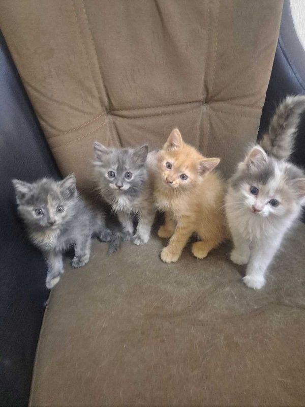 Сладкие котята в добрые рукм Сладкие котята в добрые рукм