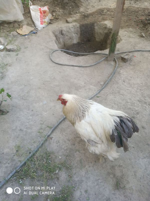 Toza brama xõroz Toza brama xõroz