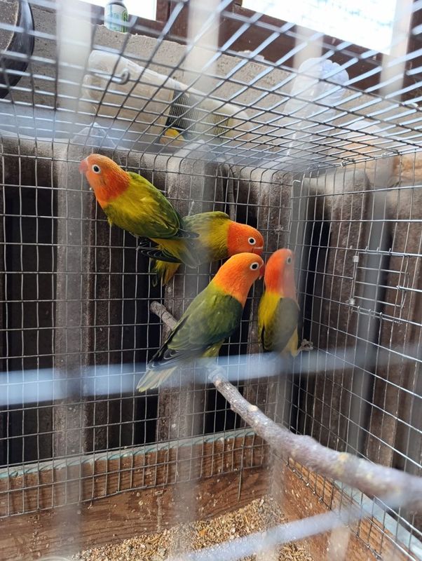 Green euving opaline Green euving opaline