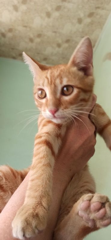 Рыжий котенок отдается в добрые руки Рыжий котенок отдается в добрые руки