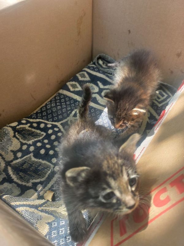 Маленький Котенки Маленький Котенки