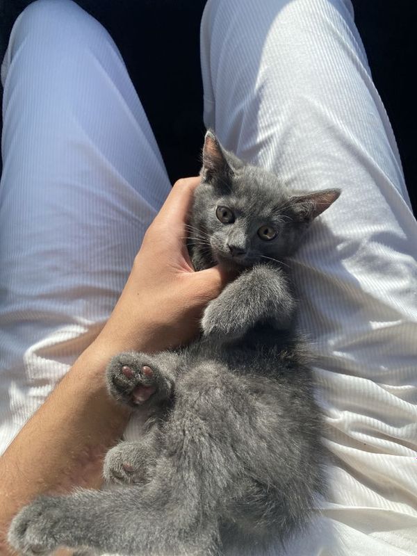 Скотиш страйт зотдор Скотиш страйт зотдор