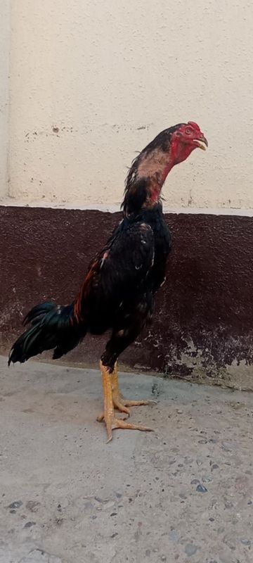Dakan xoroz sotiladi Dakan xoroz sotiladi