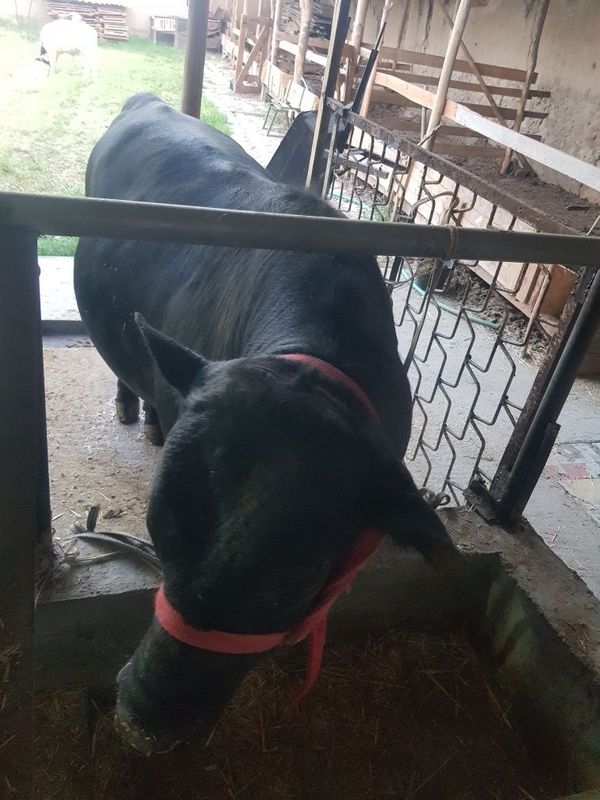 Angus buqa sotiladi Angus buqa sotiladi