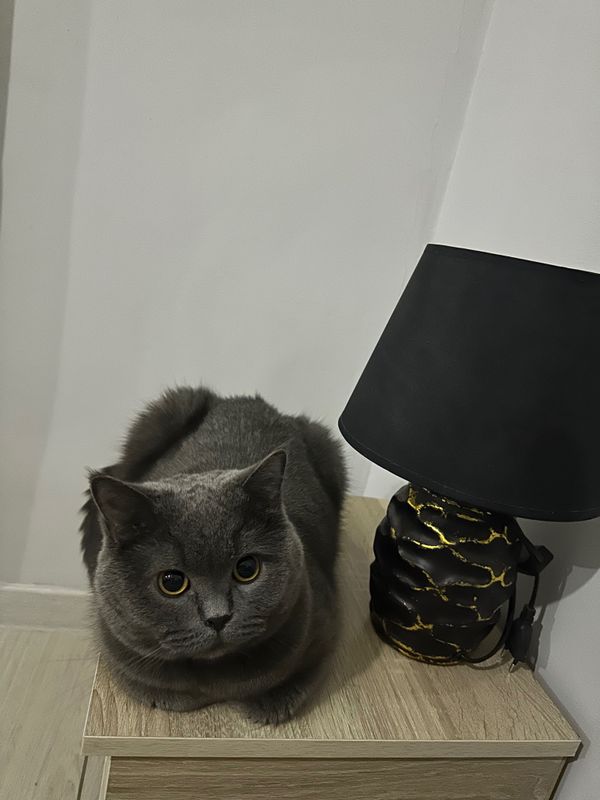 Продам британского кота срочно Продам британского кота срочно