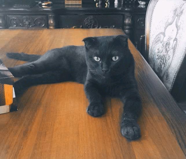 потерялся кот