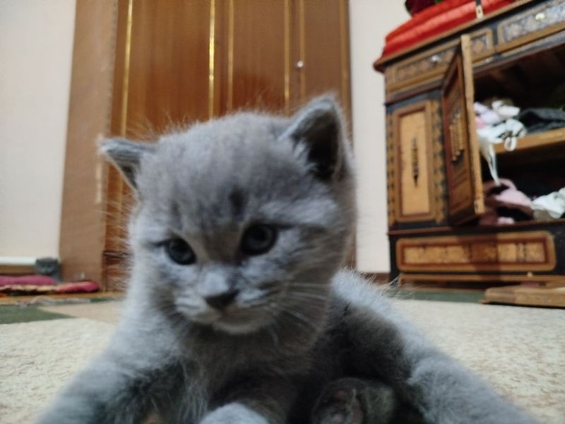 Котята скотиш страйт Котята скотиш страйт