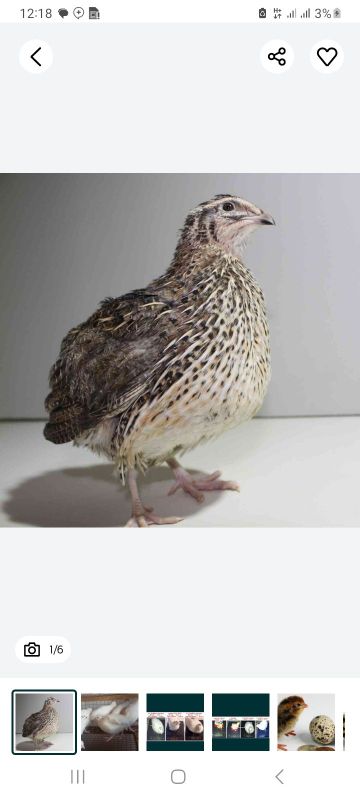 Bedanalar sotiladi Bedanalar sotiladi