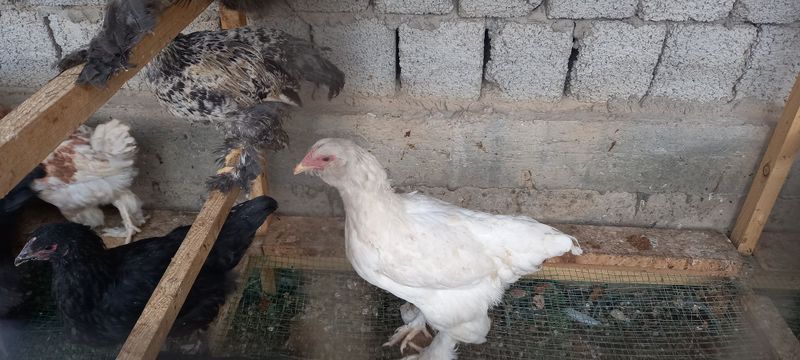 Joja tovuq xoroz aralash