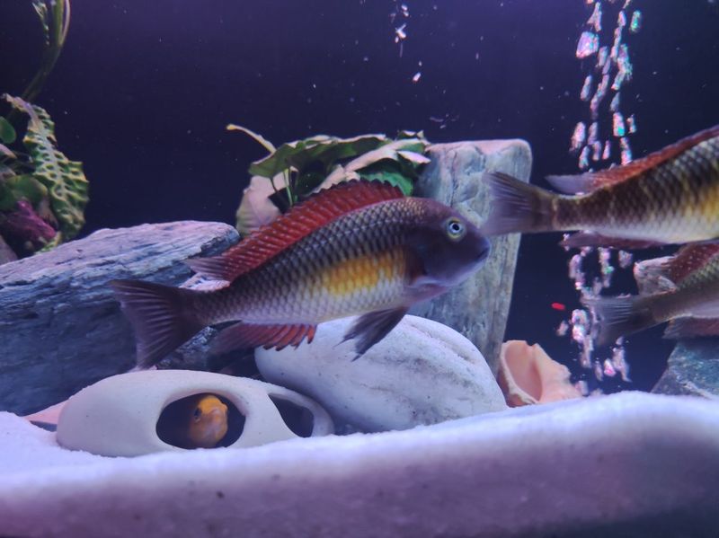 Tropheus Red Rainbow f1