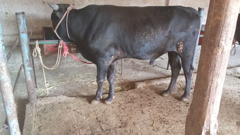 Qora va qirgʻiz paroda buqala narhi har biri 22 million dan Qora va qirgʻiz paroda buqala narhi har biri 22 million dan