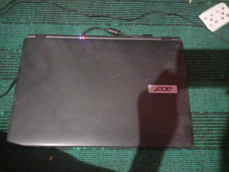acer acer