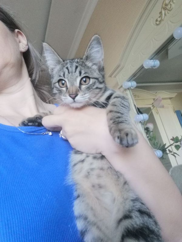 Котенок девочка в добрые руки Котенок девочка в добрые руки
